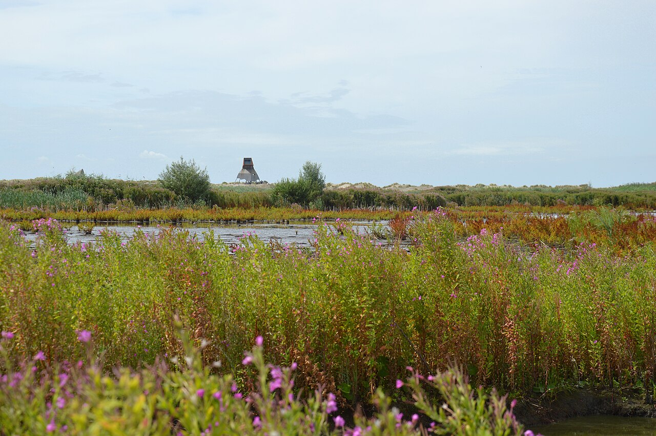 Jong eiland van Marker Wadden met een zandige oever, ondiep water en Flevoland aan de horizon