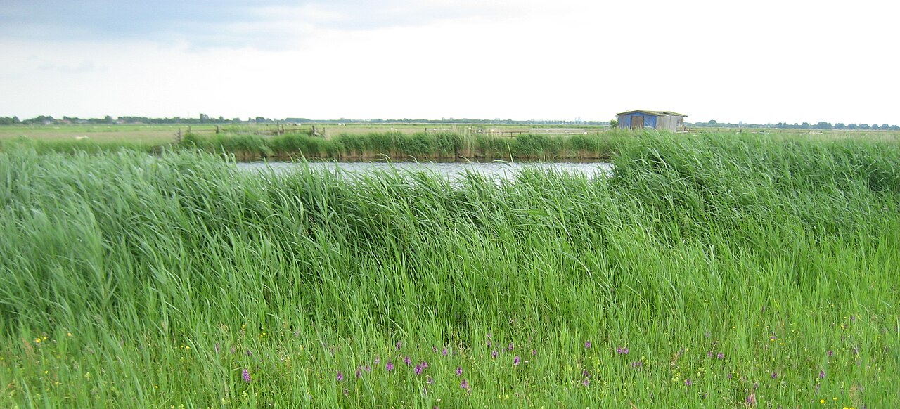 Open veenweidelandschap met water en riet in het Ilperveld.