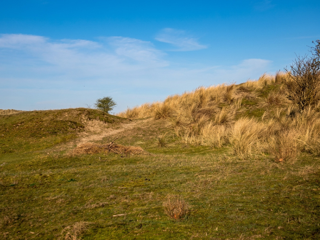 Dünenlandschaft mit Wasser, Sand und Bewuchs in den Amsterdamer Wasserleitungsdünen