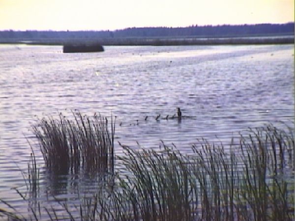 Open water, riet en moeraslandschap in het Naardermeer