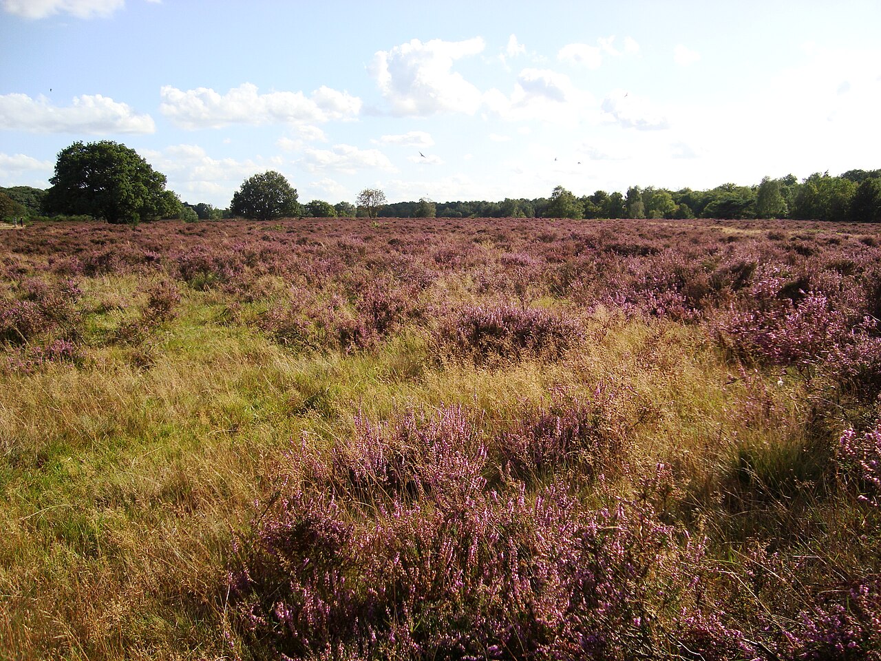 Hoorneboegse Heide bij Hilversum met lage begroeiing en subtiele hoogteverschillen in het landschap.
