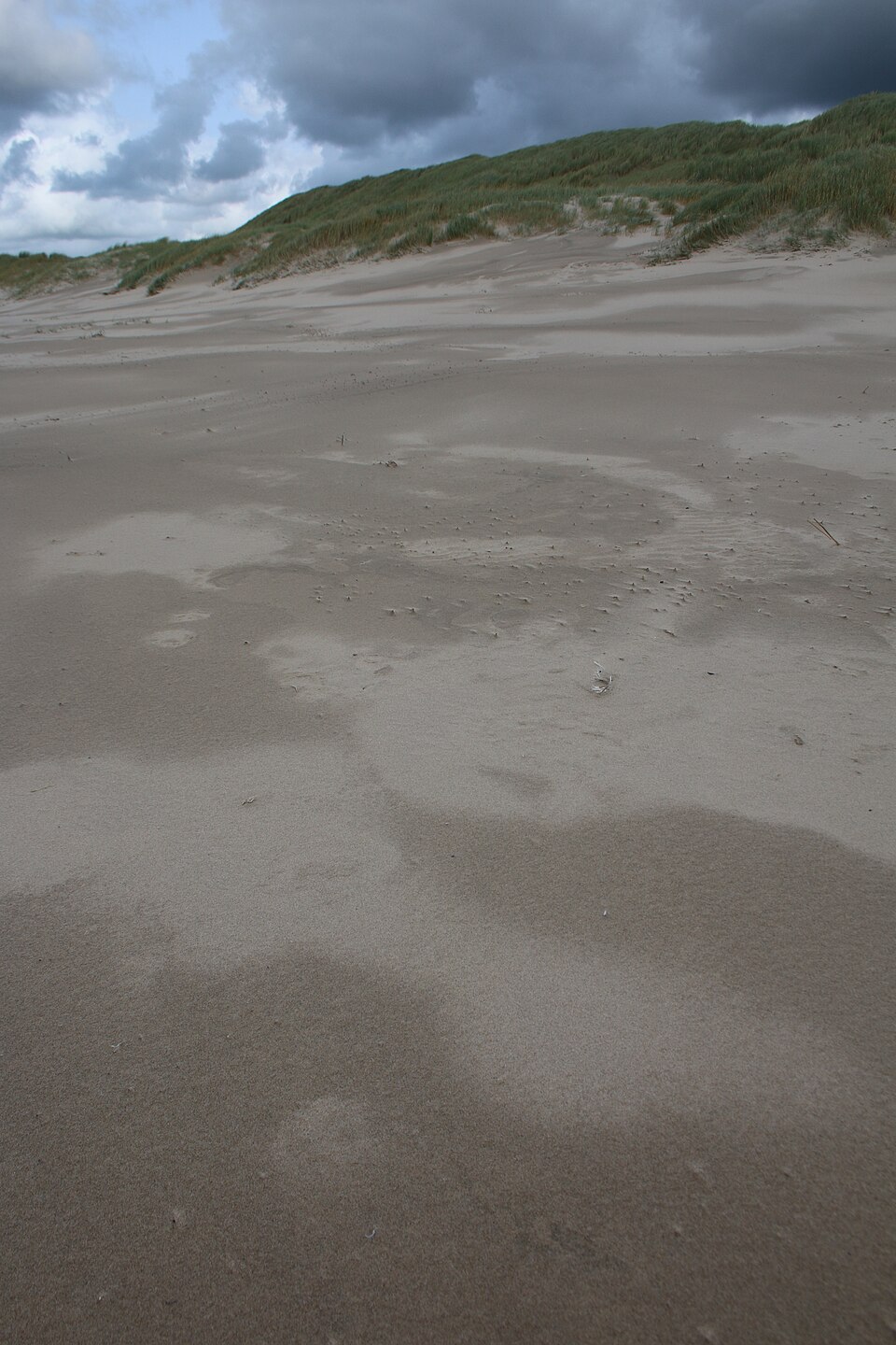 Open zand, heide en duinlandschap in de Schoorlse Duinen