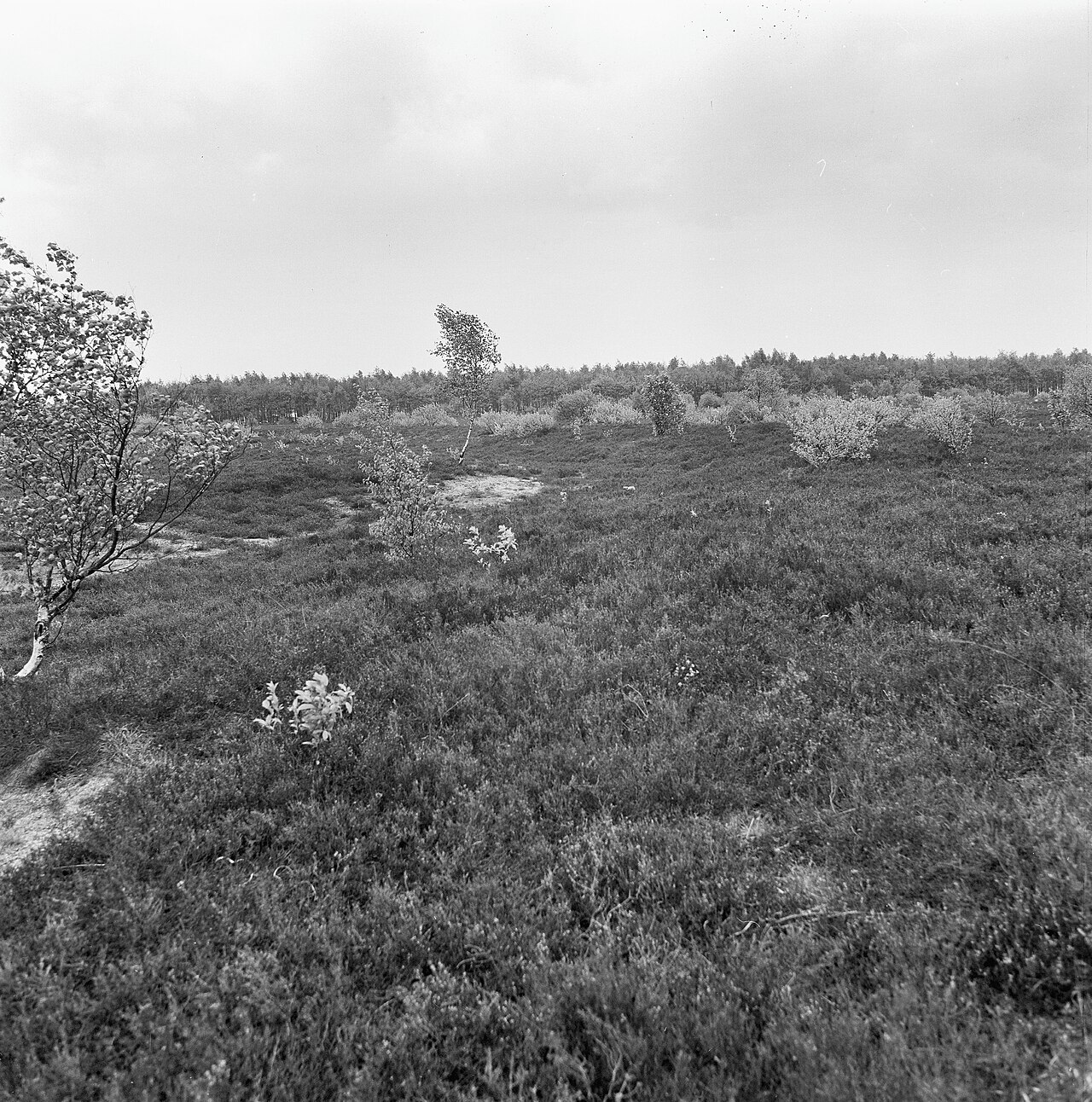 De Doodweg richting Hilversum, gezien als een oude weg door het Gooise landschap
