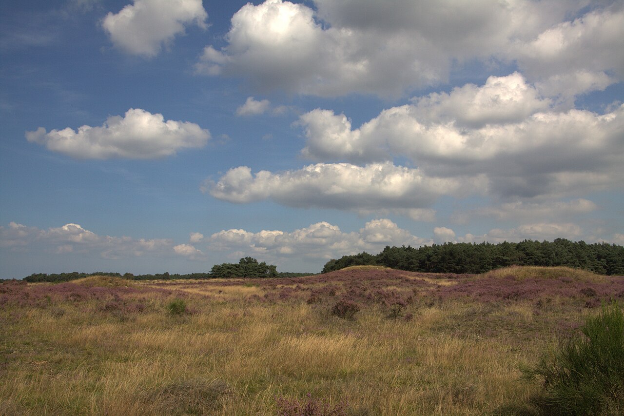 Grafheuvels op de Westerheide bij Laren.